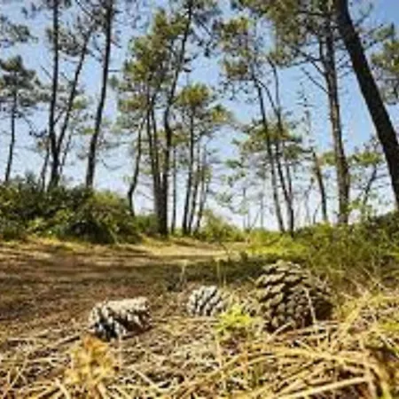 Confortable, Face A La Mer, Animaux Admis - Fr-1-323-449 Apartment *