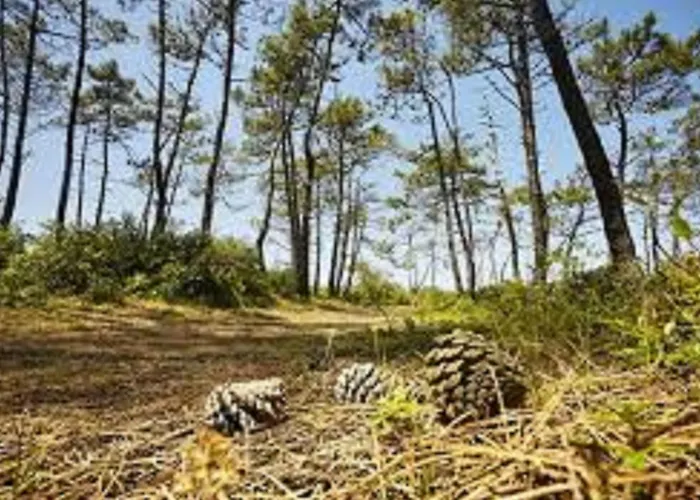 Confortable, Face A La Mer, Animaux Admis - Fr-1-323-449 Apartamento *